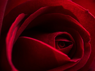 Close-up image of beautiful blooming red rose flower, Selective focus and shallow DOF, Valentine day concept