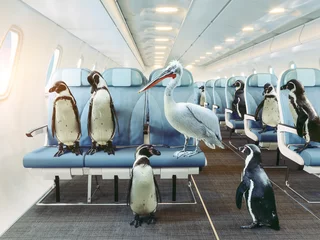  pinguïns en pelikaan in de vliegtuigcabine. © Victor zastol'skiy