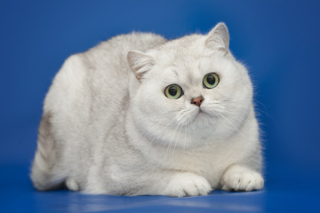 White beautiful British cat on studio background