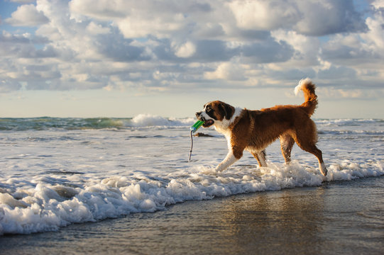 Saint Bernard dog outdoor portrait walking out into ocean waves with bumper toy