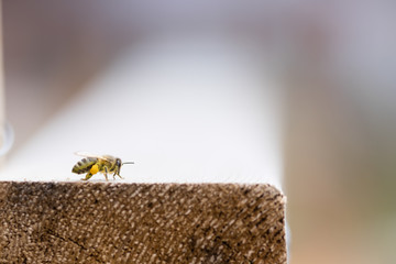 Closeup of a bee on a wooden plank