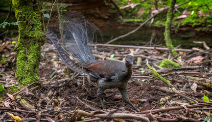 Lyrebird eating in the sherbrook forest in the dandenongs near Melbourne. 