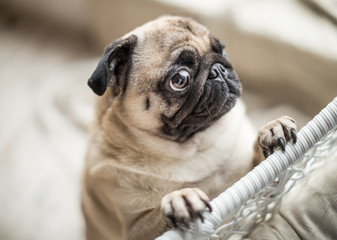 Sad pug with crying begging eyes. Lovely pet dog emotions