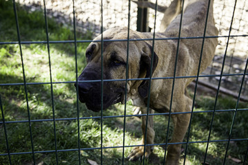 Dogs in cages