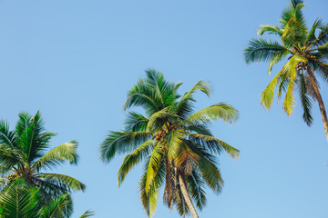 Obraz na płótnie Canvas Palm trees against blue sky, Palm trees at tropical coast, vintage toned and stylized, coconut tree,summer tree ,retro