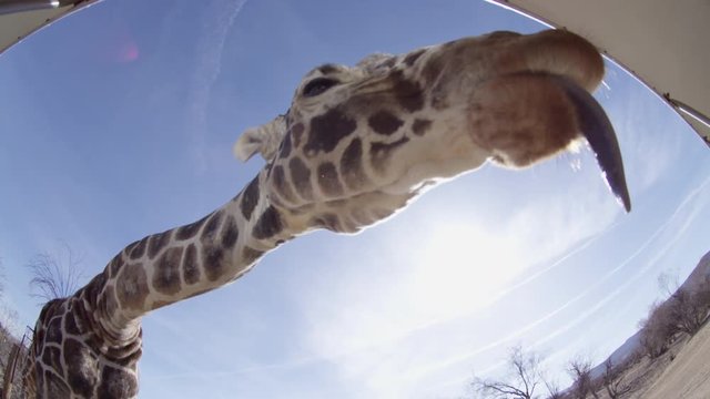 Giraffe extreme wide angle in african safari