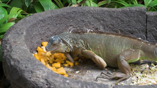 Iguana eating fruit