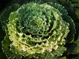Ornamental cabbage and kale..