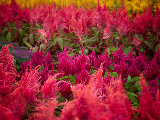 Red celosia spicata flowers..