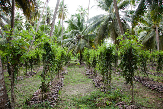 Vanilla Farm On The Island Of La Digue, Seychelles