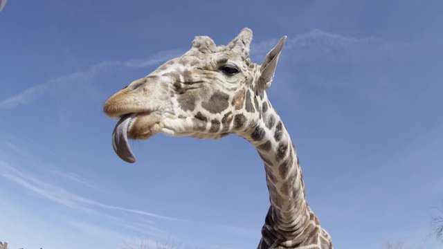Giraffe close up chewing