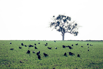 Krähen auf dem Feld