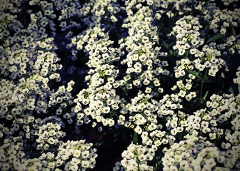 background of many  small flowers of lobularia maritima