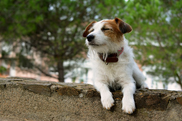 JACK RUSSELL DOG RELAXING AND RESTING WITH CLOSED EYES ON LATERITE STONE WALL IN PARK