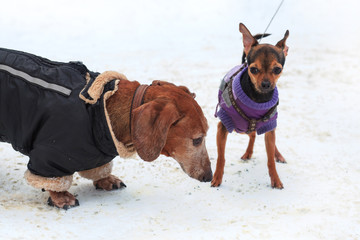 Dogs with coat. The walk in the park on A Snowy Winter Day