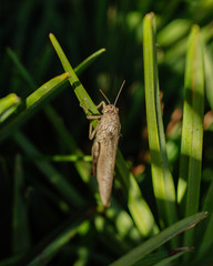 Saltamontes en hoja de planta verde al sol 