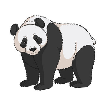 Color vector image of a panda. Isolated object on white background.