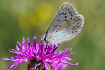 Silbergrüner Bläuling sitzt auf violetter Blume und saugt Nektar
