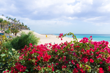 Obraz premium vivid red blossom on bushes with turquoise ocean and sandy beach with palm trees in background
