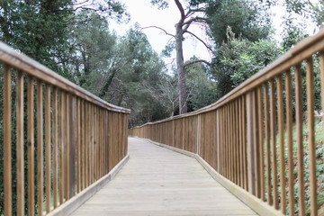 Puente de madera en bosque verde otoñal