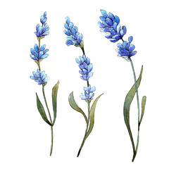 Wildflower lavender flower in a watercolor style isolated. Full name of the plant: lavender. Aquarelle wild flower for background, texture, wrapper pattern, frame or border.