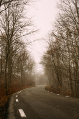 Carretera de árboles en bosque otoñal