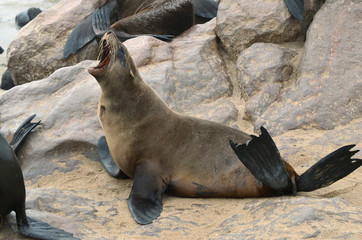 Cape fur seal on the Cape Cross, Namibia
