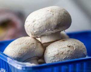 Fresh mushrooms champignons