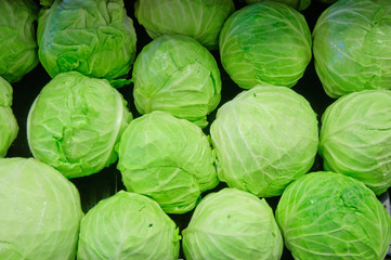 Fototapeta premium Group of fresh organically grown green and red cabbage