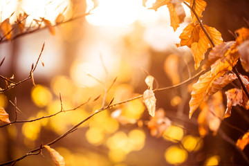 Autumn background. Orange leaves in sunny day