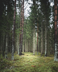 Fototapeta premium Vertical shot of mystic light in forest. 