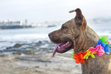 Pitbull with Hawaiian flower necklace.