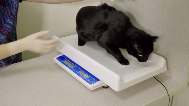 The vet is weighing the black cat on the examination in the veterinary clinic. 4K