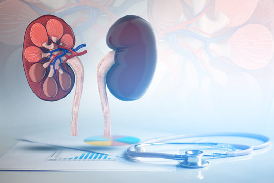 Human kidney 3d illustration