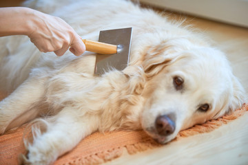Une femme peigne un vieux chien Golden Retriever avec un peigne de toilettage en métal