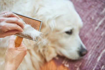 Woman combs old Golden Retriever dog with a metal grooming comb