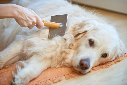 Woman combs old Golden Retriever dog with a metal grooming comb
