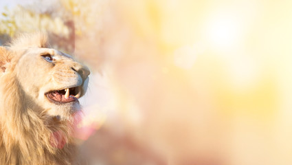 White lion. A thoughtful look into the distance. Animal Predator in the wild. Blurred background...