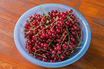 Red currant berries in a blue bowl on a background of painted wood.
