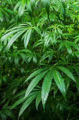 A thicket of wild marijuana with drops of water after the rain.