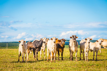 Brazilian nelore catle on pasture in Brazil's countryside.