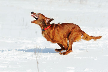 Red gun dog running fast against white snow