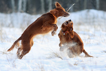 Two dogs playing against white snow