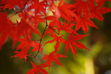 真っ赤に燃える