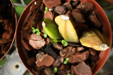 an orchid stem in a pot