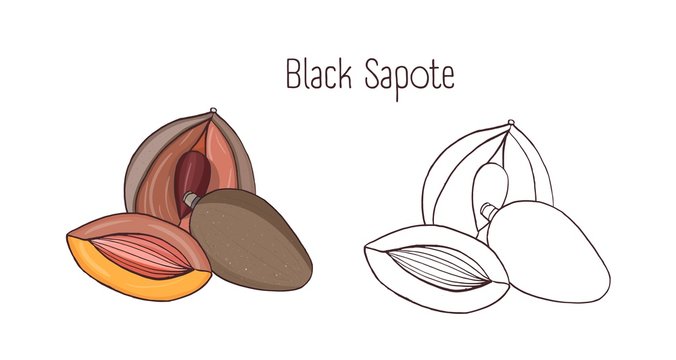 Colored and monochrome drawings of black sapote