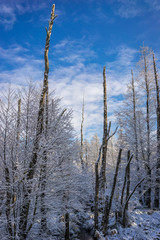 Snowy forest and blue sky