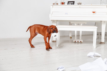 Naughty puppy made a mess in the apartment.