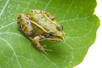 Obraz premium rana esculenta - common european green frog on a dewy leaf