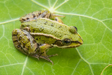 Fototapeta na wymiar rana esculenta - common european green frog on a dewy leaf
